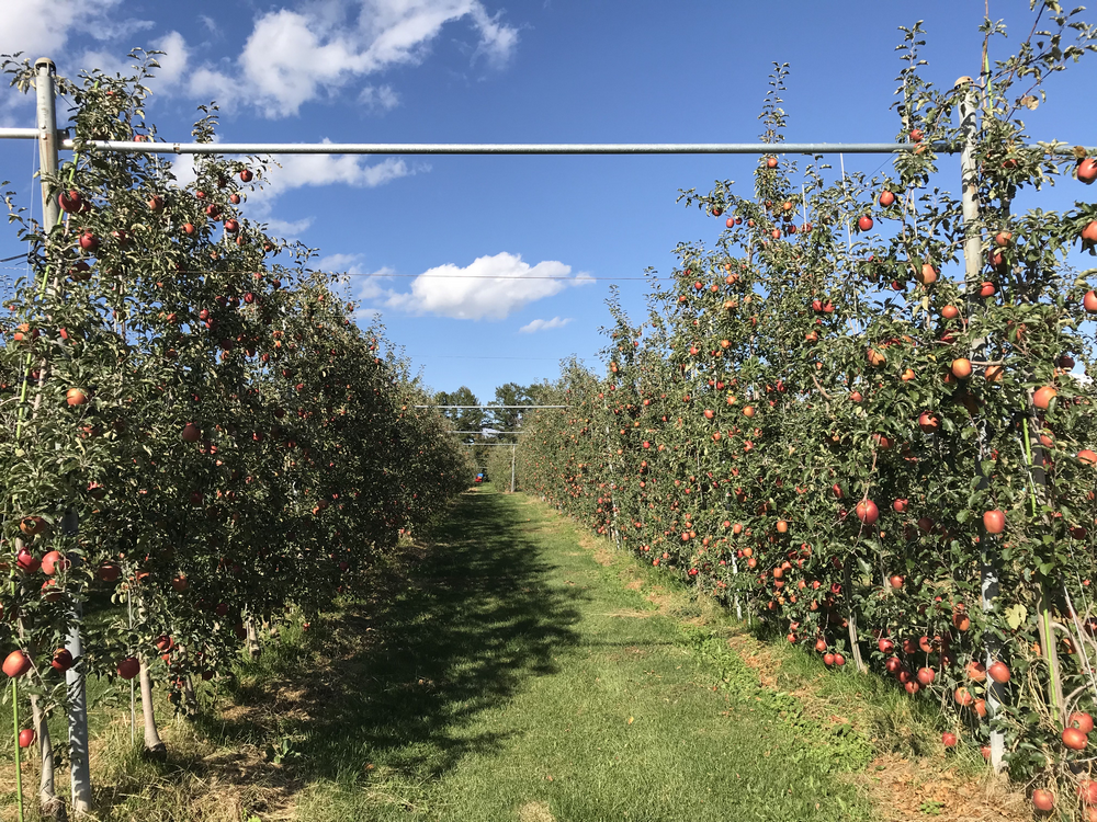 リンゴ園 リンゴ園